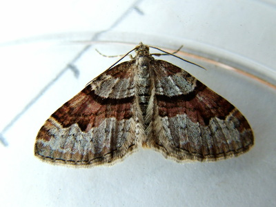 Flame Carpet